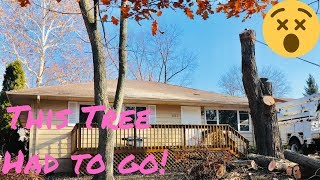 Rental Properties & Trees - Problem Tenants 🌲