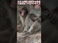 【爆笑🤣】2026年9月10日 カラスが飛んでいくのを目を丸くして見つめるパンチくんが面白すぎる💥🙈 #パンチくん#shorts #市川市動植物園