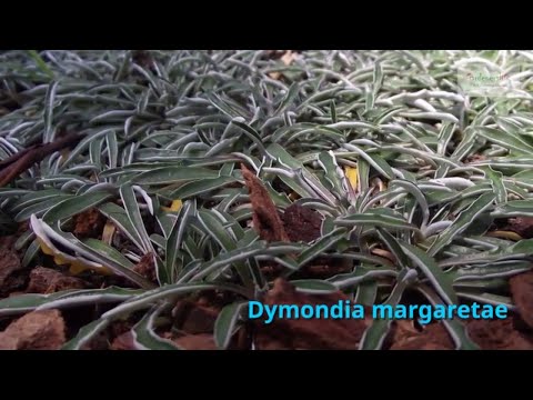 فيديو: Growing Dymondia Lawns: تعرف على استخدام Dymondia Groundcover للمروج