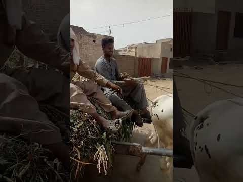 سعید کی گنجی ٹنڈ سے کپڑا اتارنے کی فنی ویڈیو