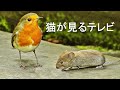 猫が見るテレビ 🐭 猫が喜ぶ映像 🐭 マウスと鳥 ⭐ 八時間 ⭐