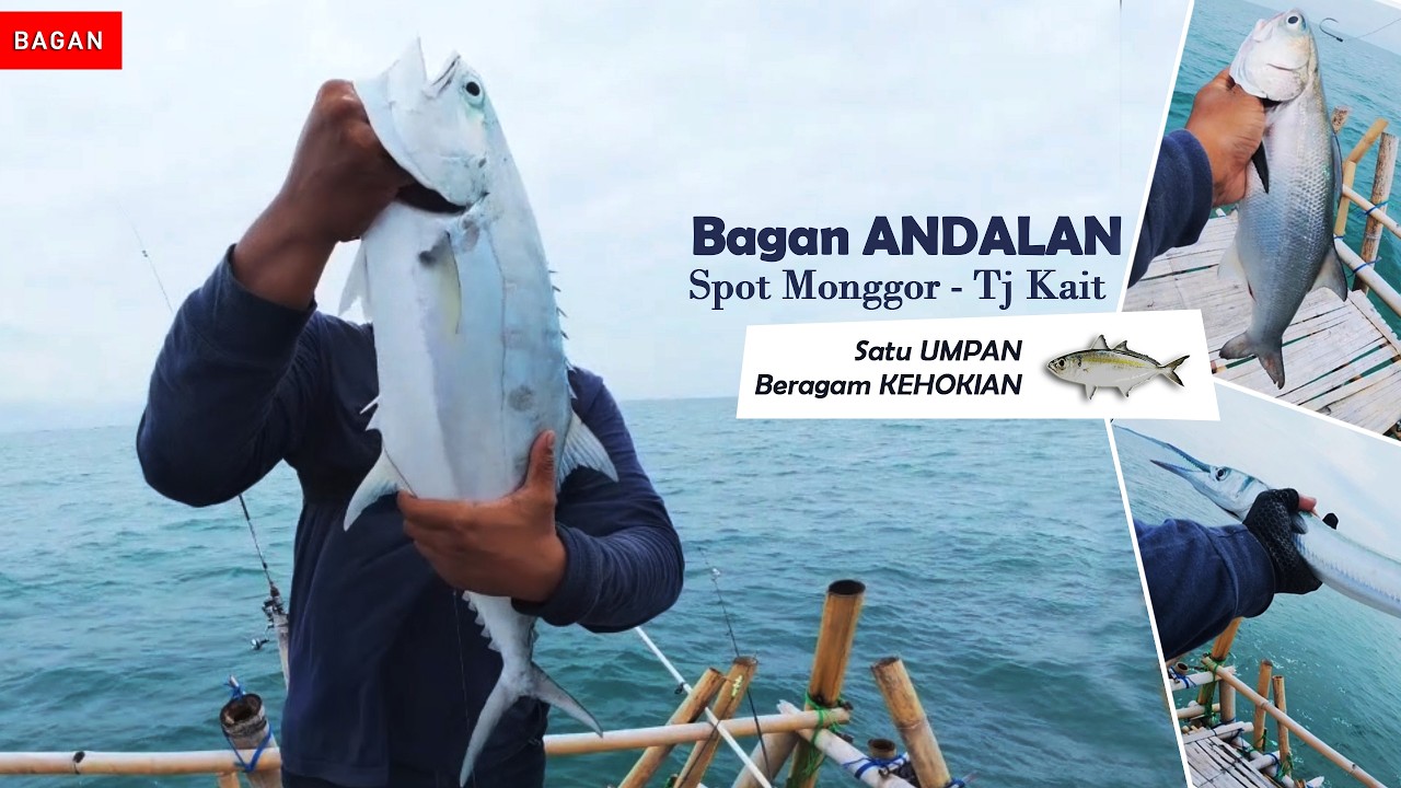 Umpan Paling JOSSS, di Bagan TJ KAIT, Bagan ANDALAN - Spot MONGGOR