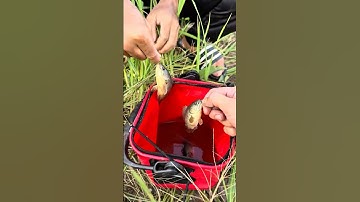 Câu rô đồng bằng cần tre đã tay ở quán cafe! #fishing #cauca #shorts