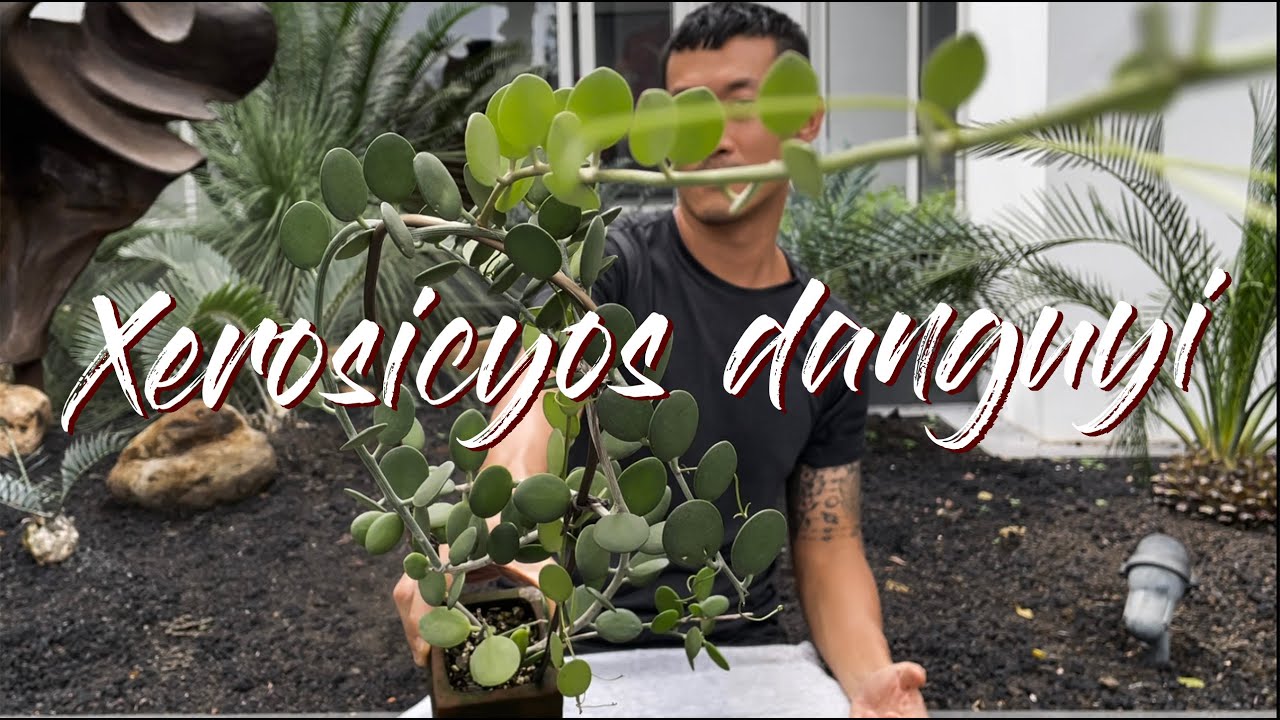Xerosicyos Danguyi care and propagation (with updates!)
