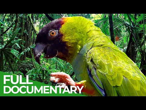 Great Places of the World | Episode 4: Jamaica | Free Documentary Nature