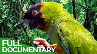 Great Places of the World | Episode 4: Jamaica | Free Documentary Nature