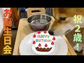 豆柴ふく2歳の誕生日！ケーキを初めて食したら・・・#91