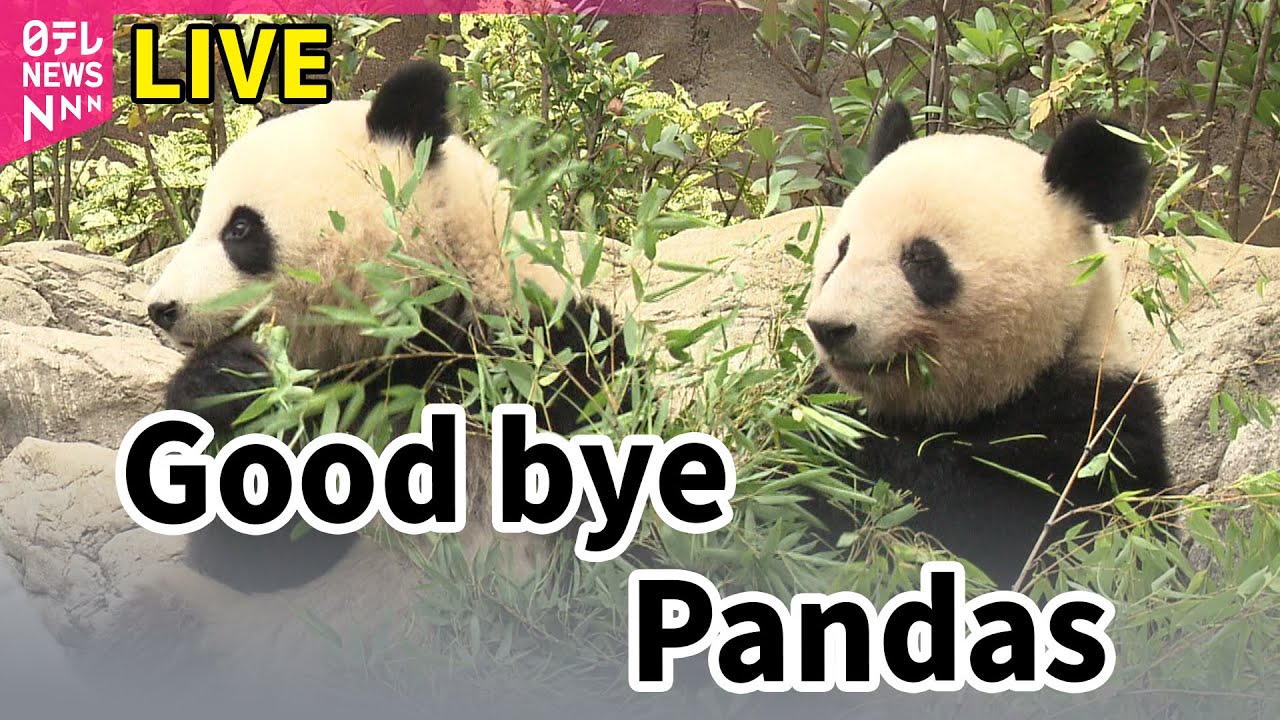LIVE Farewell Pandas: Ueno zoo director speaks