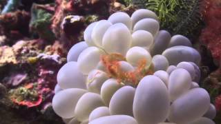 Download Lagu scuba diving sekotong south lombok indonesia MP3