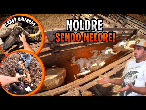 NERF ZOMBIE STRIKE!! Realidade Americana & Familia Brancoala 