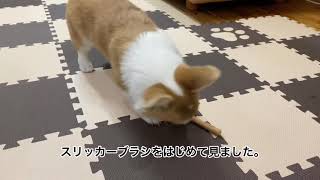 コーギーハル　ハルさんとひたすらスリッカーブラシ　Slicker brush and corgi