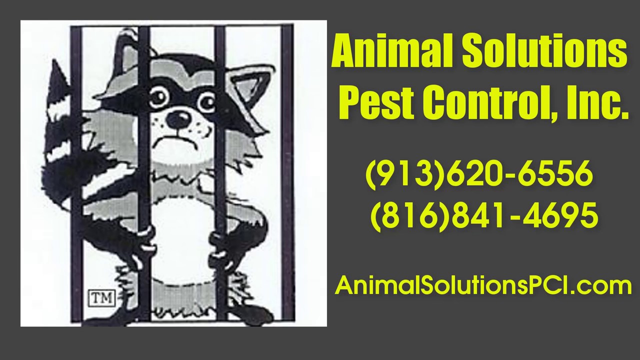 Professional Squirrel Removal in All of Kansas City