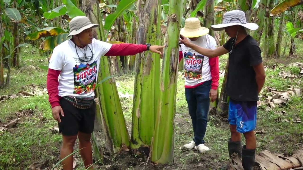 Paano maging Triple ang Harvest at Kita sa Saging Saba?
