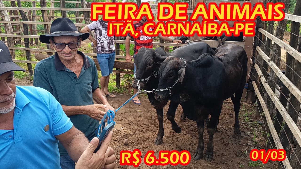 Feira de animais da Itã, Carnaíba-PE (01/03/26)