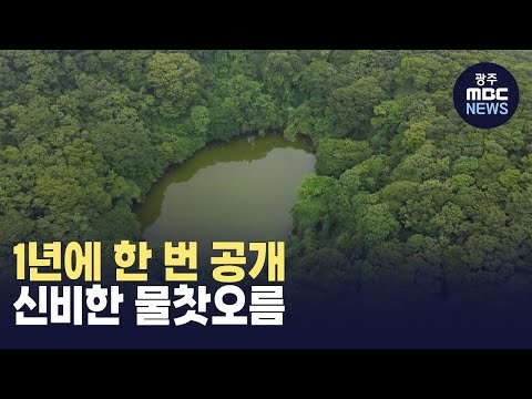 [제주] 1년에 한 번 공개..신비한 <strong>산정</strong> <strong>호수</strong> (뉴스투데이 2024.06.18 광주MBC)