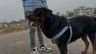 GABBAR || Rottweiler