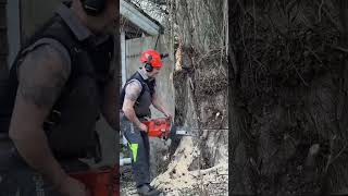 Buckin’, Felling large poplar tree #shorts