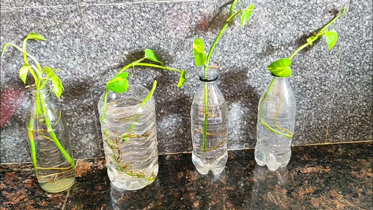 how-to-grow-money-plant-in-water-how-to-grow-money-plant-without-soil