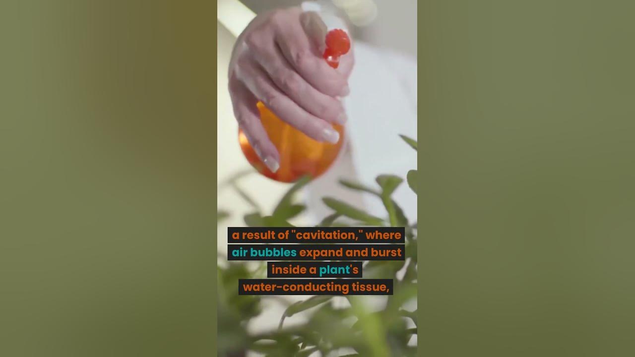 Do Plants ‘Scream’ Under Stress? YouTube