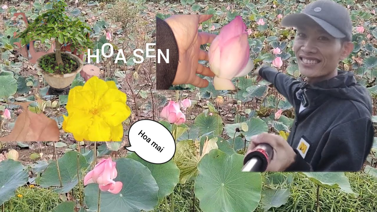 Đi ngắm ruộng hoa sen và thăm vườn mai chuẩn bị ngày tết  #huyhuytranpro .