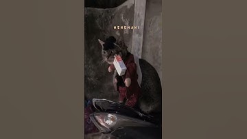 Thumbnail of Song lonely cat#shorts #short #kucing #lonelysong #funny #vídeoviral #cute