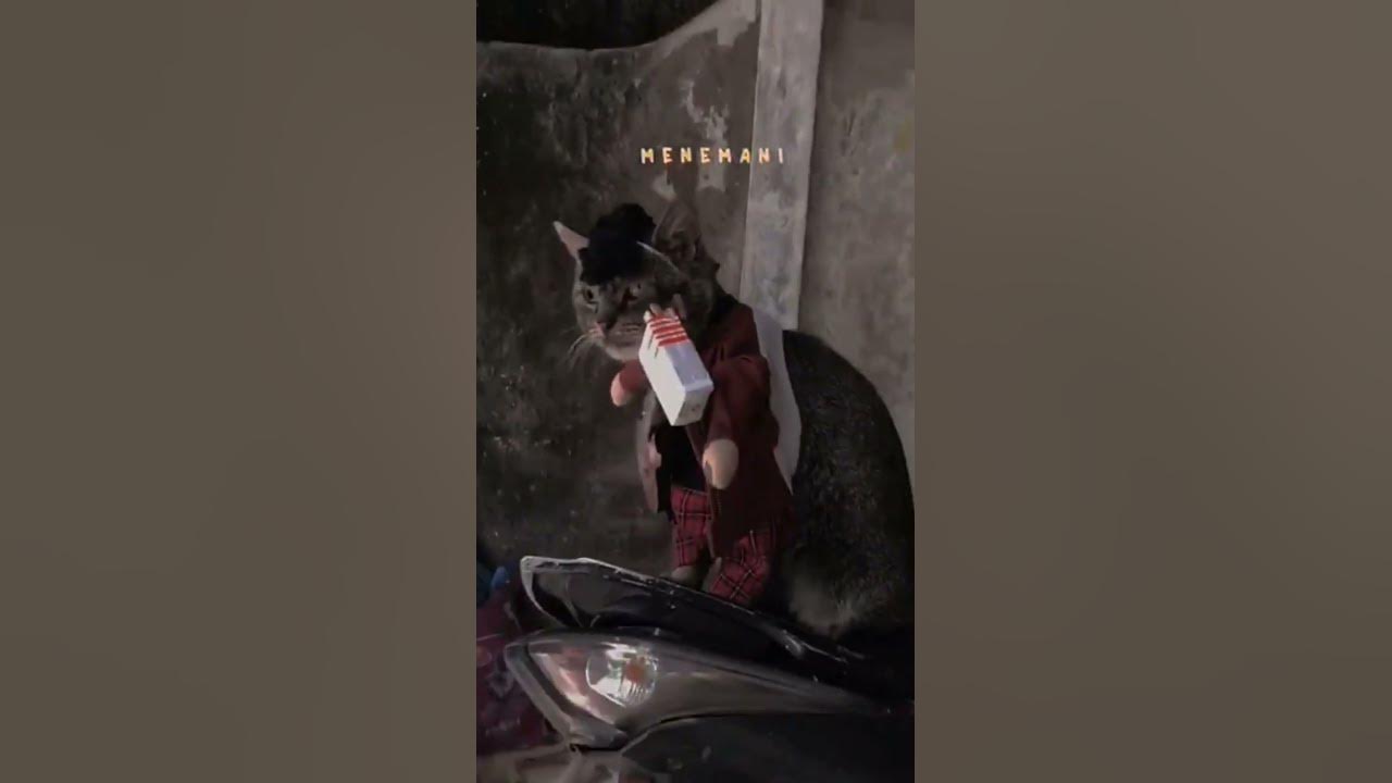 Song lonely cat#shorts #short #kucing #lonelysong #funny #vídeoviral #cute