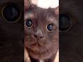 今日の主役はオレニャ!黒猫あおみねが来た…#shorts
