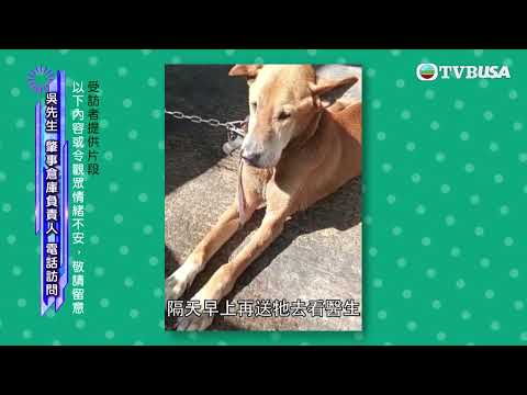 東張西望 | 天水園一個貨倉守倉狗因病離世 狗義工認為狗主未有盡責照顧狗隻，狗主反駁指控 | TVBUSA | 民生