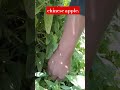chinese apple.#short #video..