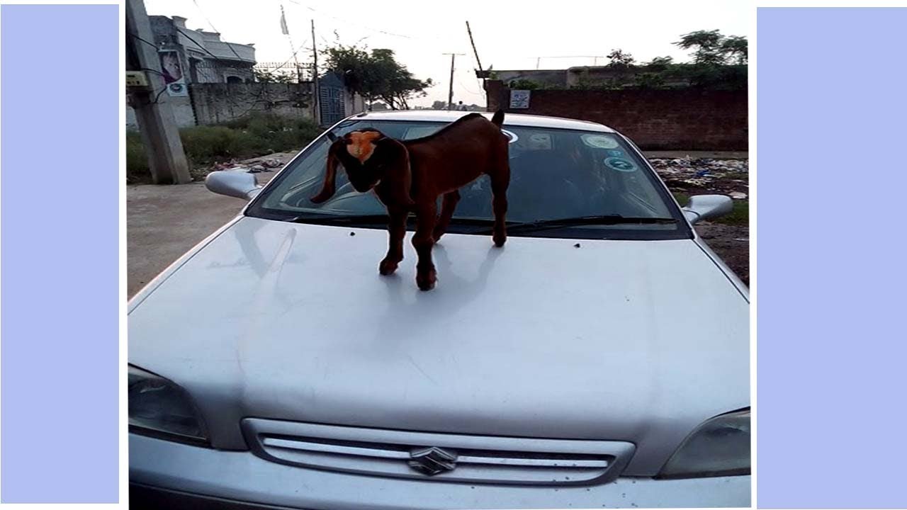 Funny goat on car 2018 YouTube
