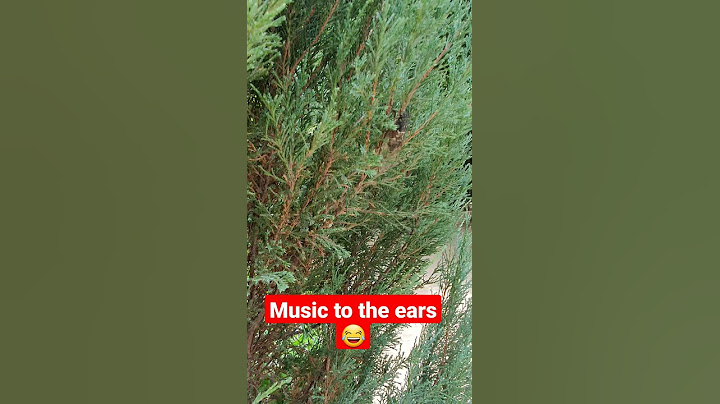 MUSIC THAT CICADAS MAKE