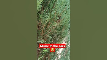 Thumbnail of MUSIC THAT CICADAS MAKE