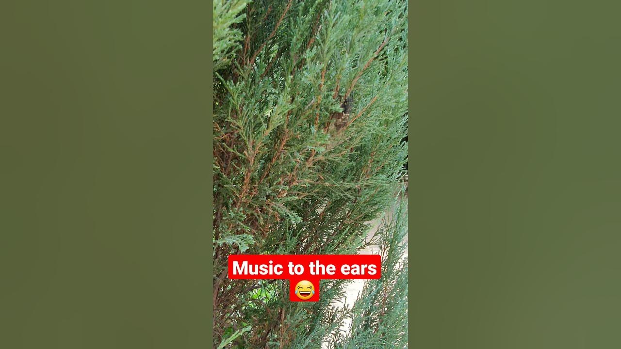 MUSIC THAT CICADAS MAKE