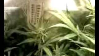 punsdankmedgrow4wksintoflowering.3gp
