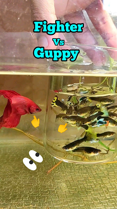 Can we keep fighter fish with Guppy fish 🤔 #Betta #guppies #guppyfish #fishtank #shorts #trending