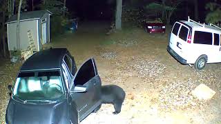 Caught in the Act: Clever Black Bear Opens Car Door