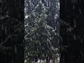 Peaceful Snowfall | Cozy Winter Vibes