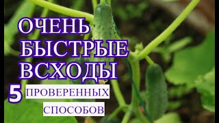 5 проверенных способов ускорить прорастание семян огурца. Посадка огурцов.