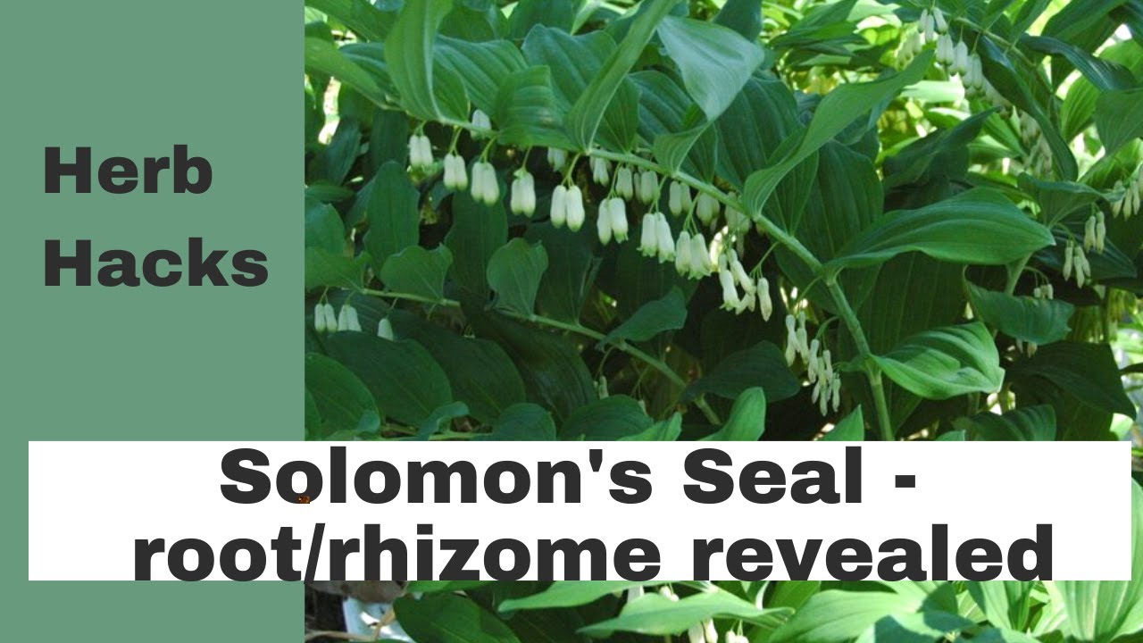 Solomon's Seal how to plant in pot YouTube