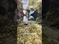 Why Are People Pouring Koi Fish Into Japan’s Drainage Canals?