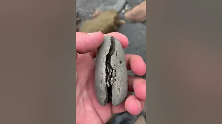 Cracking Open An Incredible Lobster Fossil - DayDayNews