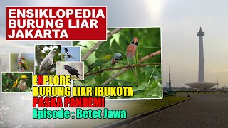 SIAPA SANGKA RATUSAN KOLONI BURUNG BETET JAWA LIAR TEREKAM KAMERA BERKELIARAN DI JAKARTA SEPERTI INI