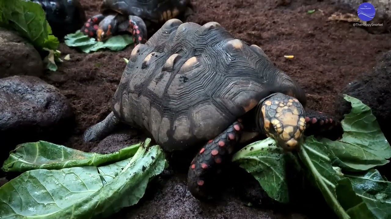 Tortoise versus salad #redfootedtortoise