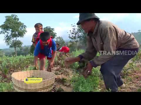 Video: Panen Bit: Bagaimana Dan Kapan Memanen Bit