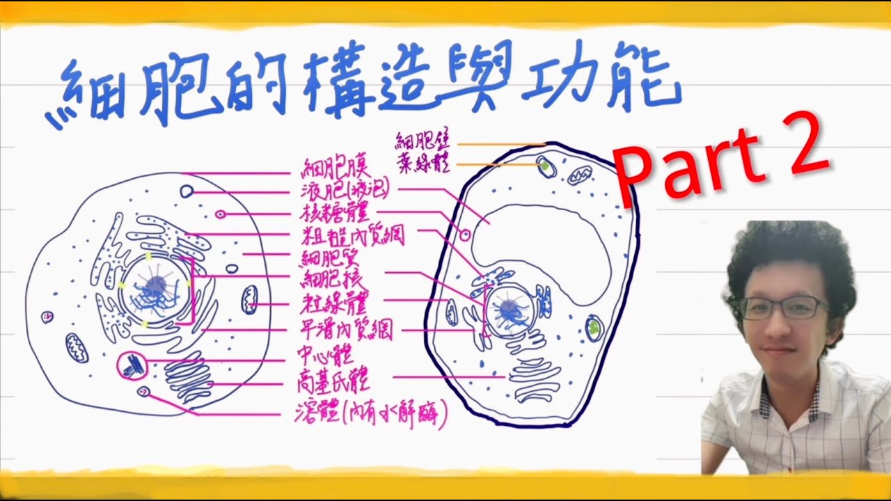 【高中生物】1-2-2 細胞的構造與功能 part2: 液胞 液泡 溶體 粒線體 葉綠體 核糖體 中心體 原核生物|108課綱|學測|自然 ...