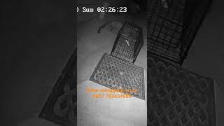 Africa - How We Catch A Wild Cat Thats Eats Our Chickens