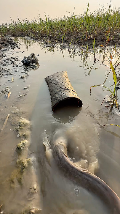 Unbelievable trap fishing 04 #shorts