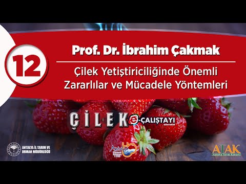 Video: Çileğin başlıca zararlıları ve bunlarla başa çıkma yolları