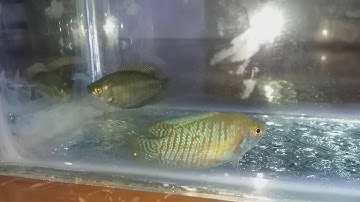 Ép cá sặc lửa với sặc gấm (phần 1: lựa chọn giống)