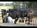 Tanks and Troughs for Livestock Watering Facilities